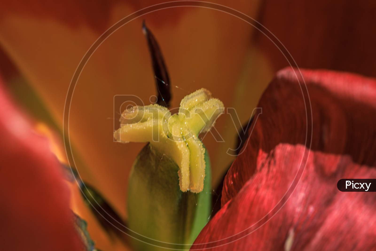 Red Tulip Inside Macro Close Up