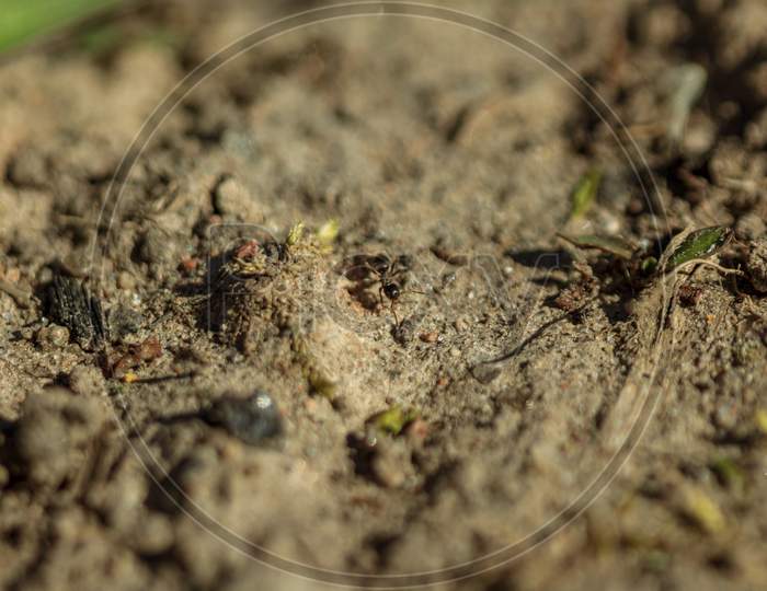 Ground Macro View, Ant In Sand