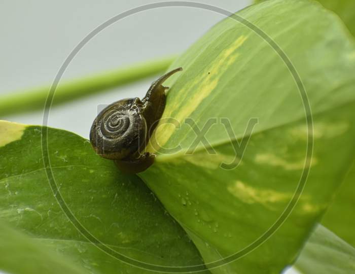 A Closeup Photograph Of A Snail.