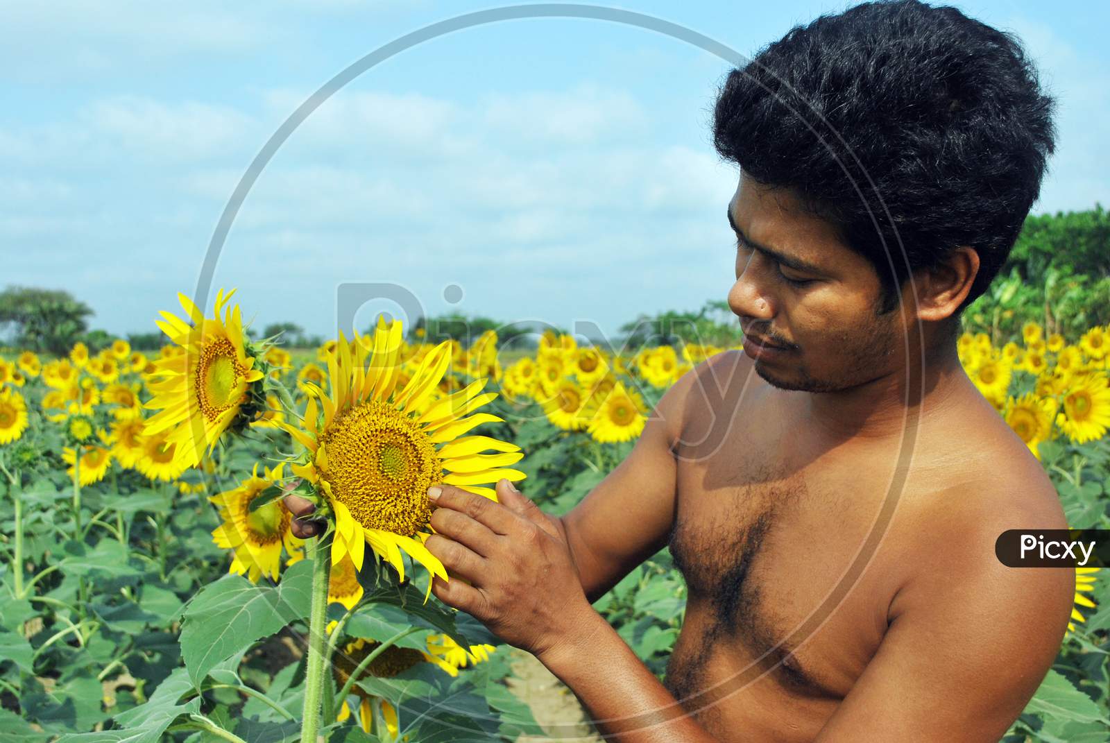 sun flower farmer at rural west bengal