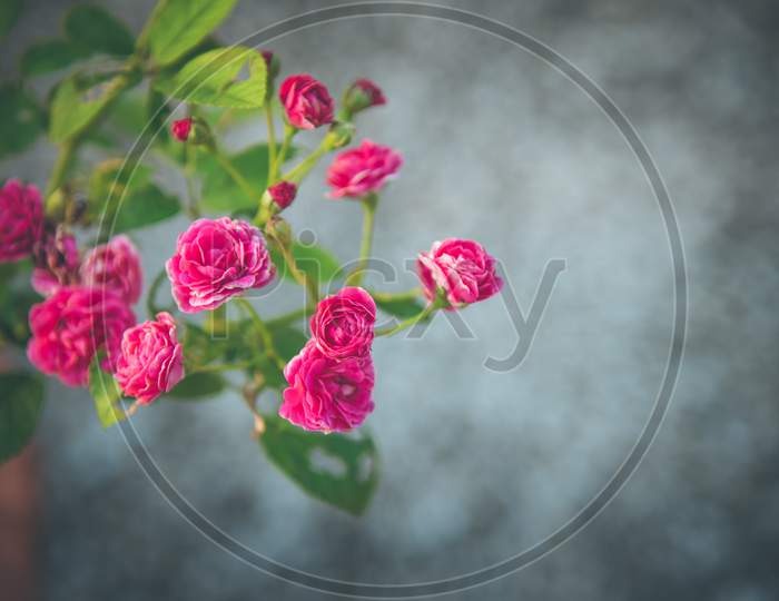 Bunch of small pink rose with blur grey background