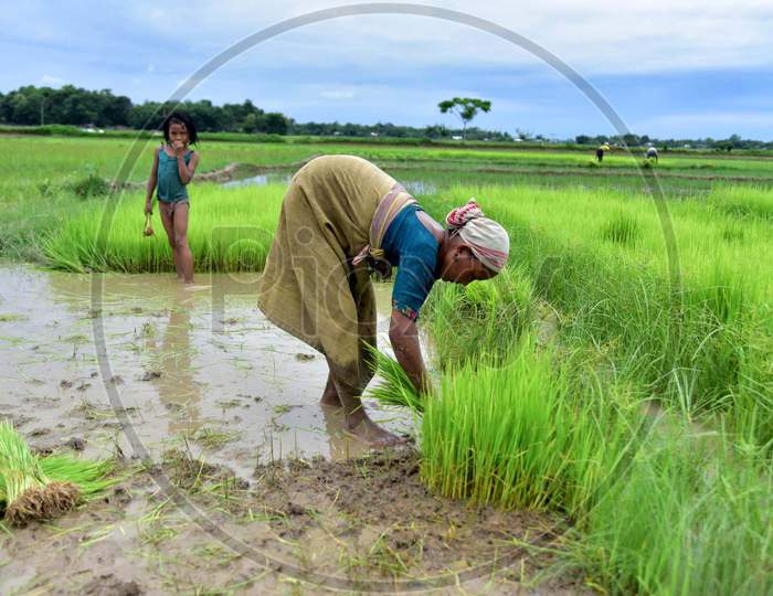 A woman works in a paddy field in a village in Nagaon, Assam on July 11, 2020