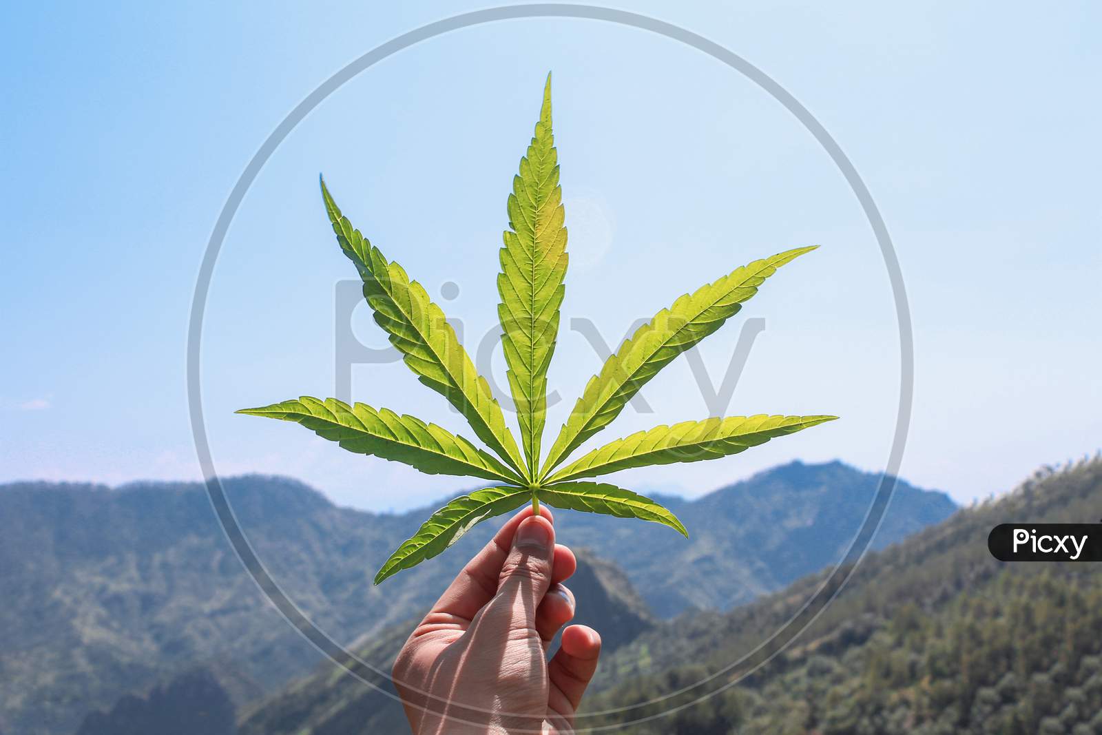 Human Hand Holding A Cannabis Leaf In Front Of A Beautiful View Of Mountains.