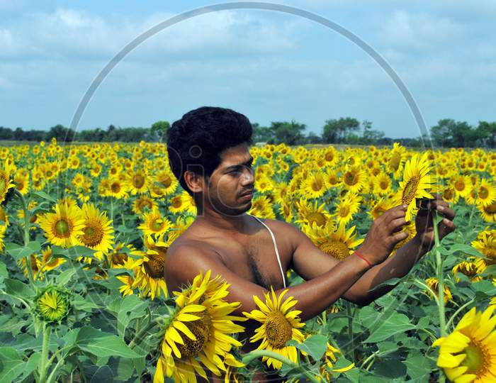 sun flower field at south 24 pargana west bengal india