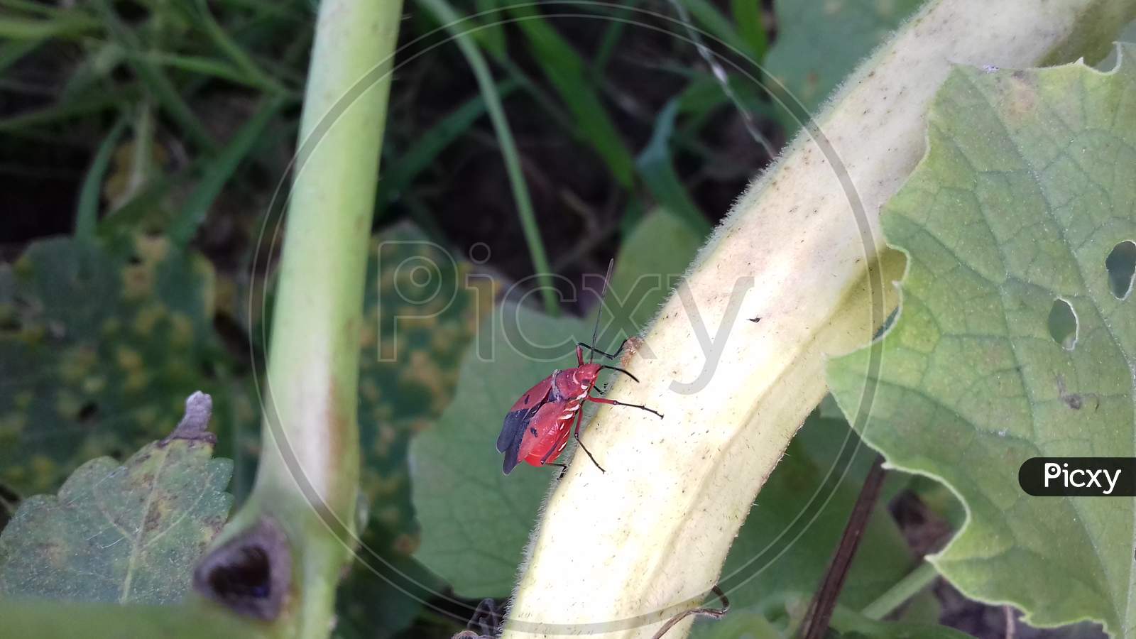 Red Insects in garden.