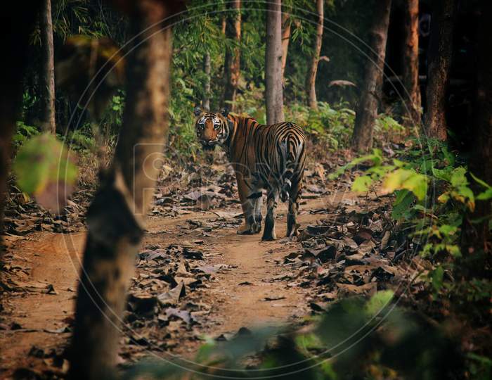 Indian Tigress taking a walk through forest.