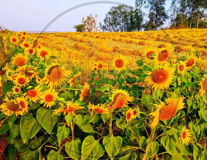 bright and fresh Plants Of sunflowers.
