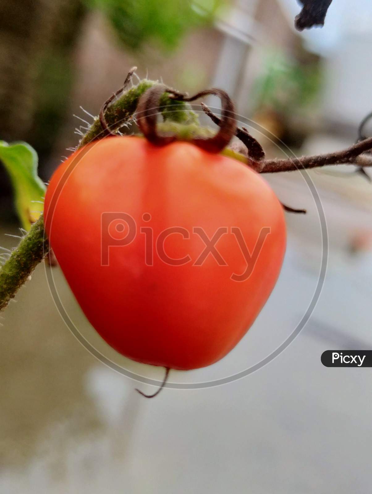 Tomato and plant leaves green macro photography