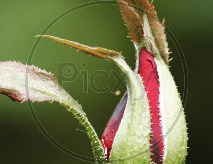 Micro photo of the rose flower