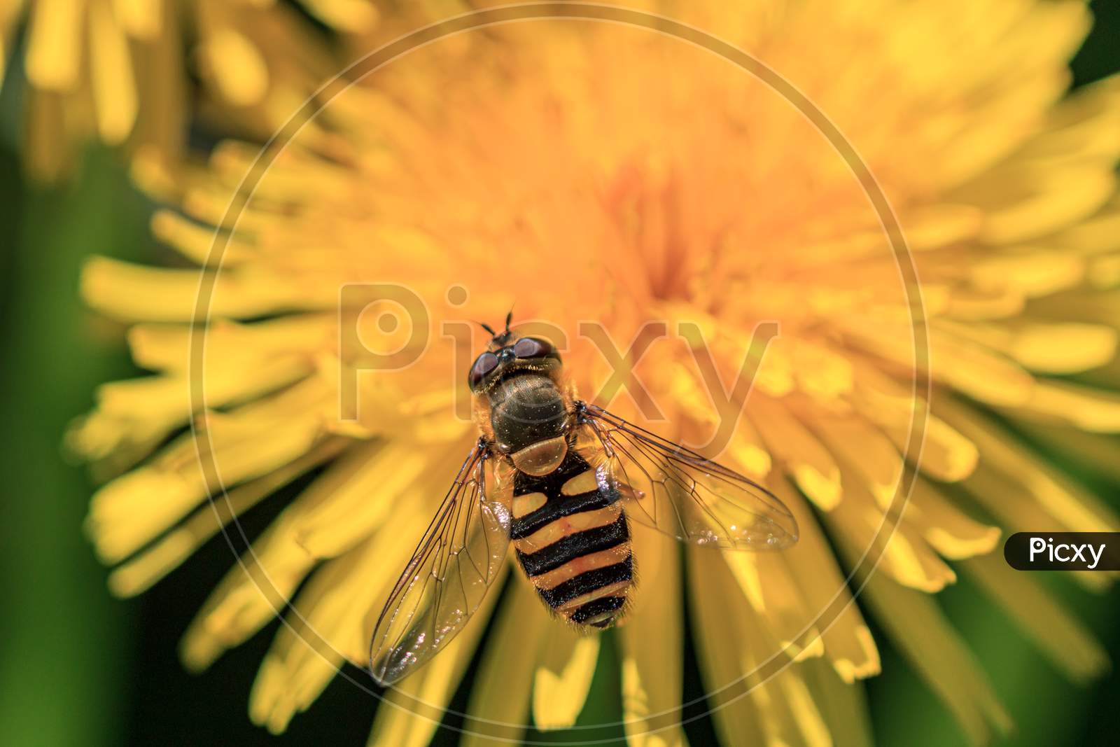 Black And Yellow Wasp In Yellow Dandelion