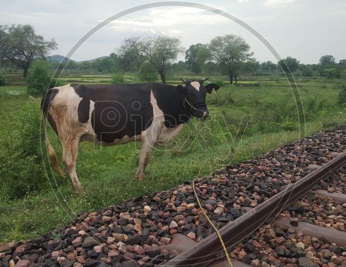 Indian Cow Standing In Farm Countryside Area