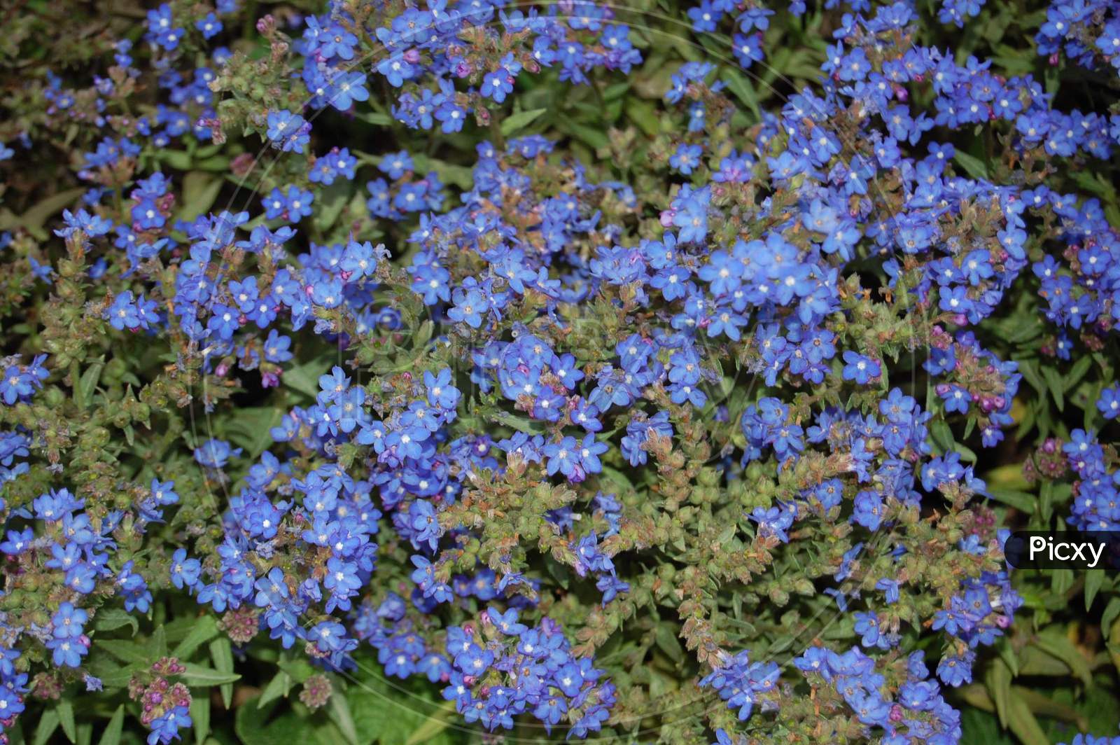 Blue Flowers with Green Leaves