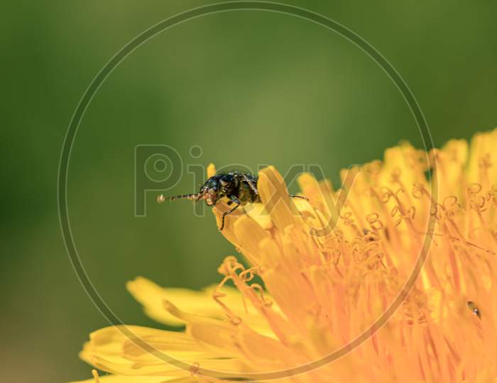 Green Bug In Yellow Dandelion Pollen