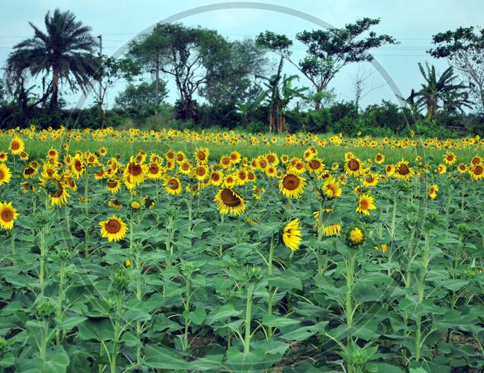 sun flower field at rural west bengal
