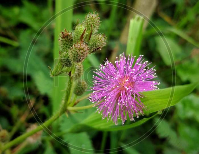 Flower of mimosa pudica(touch me not) plant in the rainy season