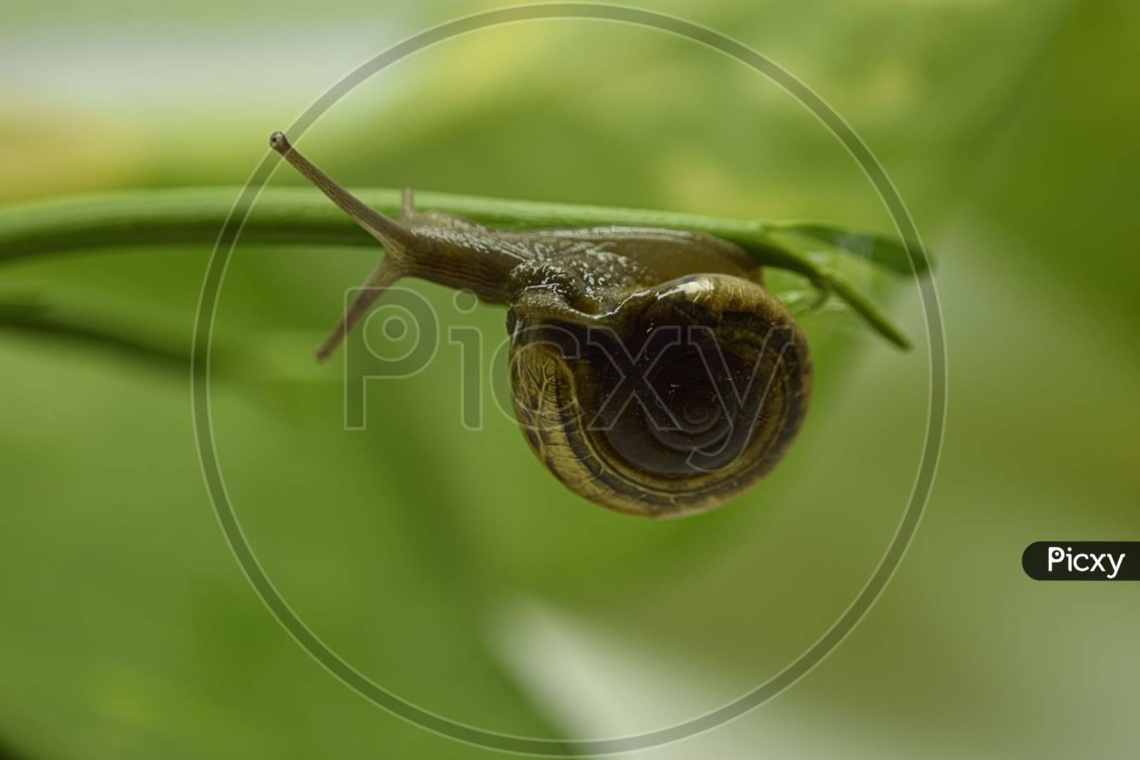 A Closeup Photograph Of A Snail.