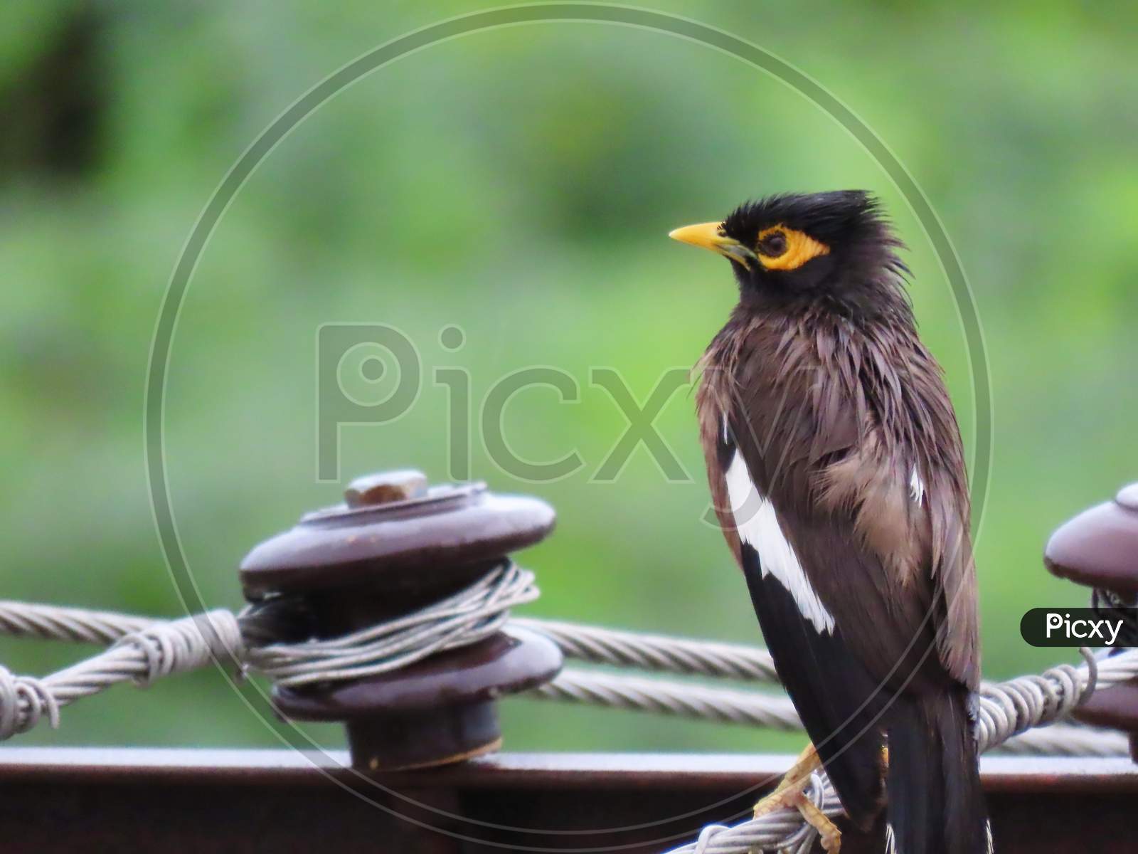 Myna Bird Sitting On Electric Wire Soaked In Rain