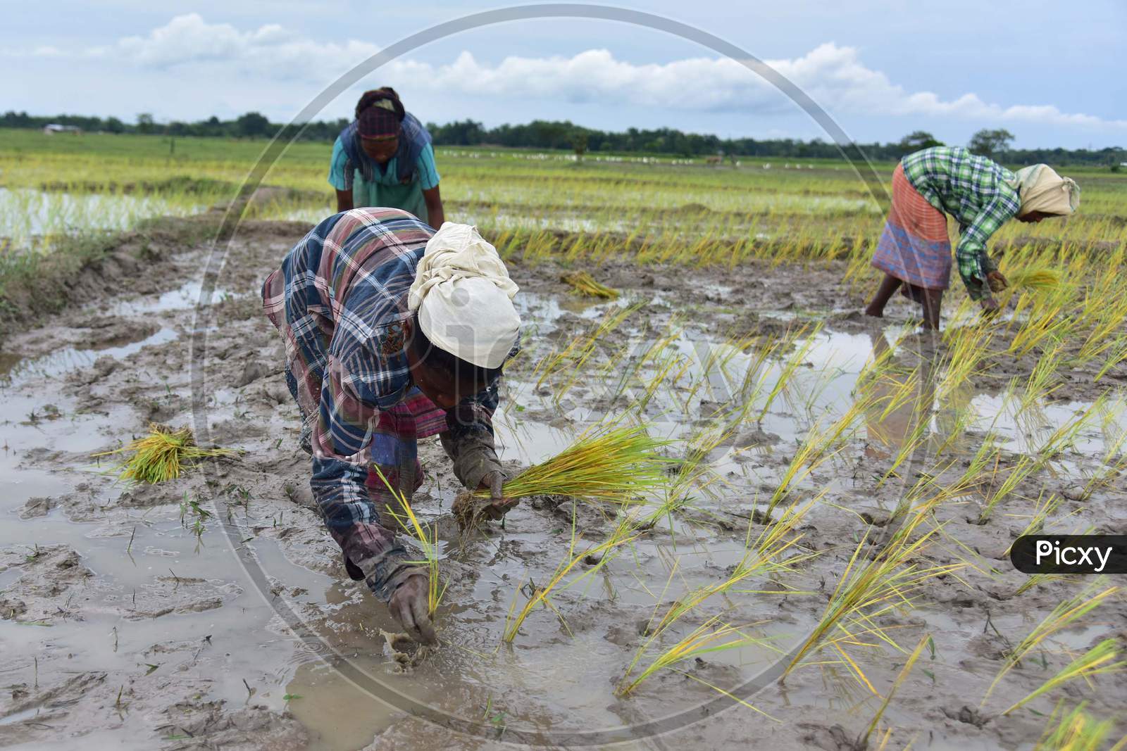 Farmers plant paddy saplings in a field at a village in Nagaon, Assam on July 11, 2020