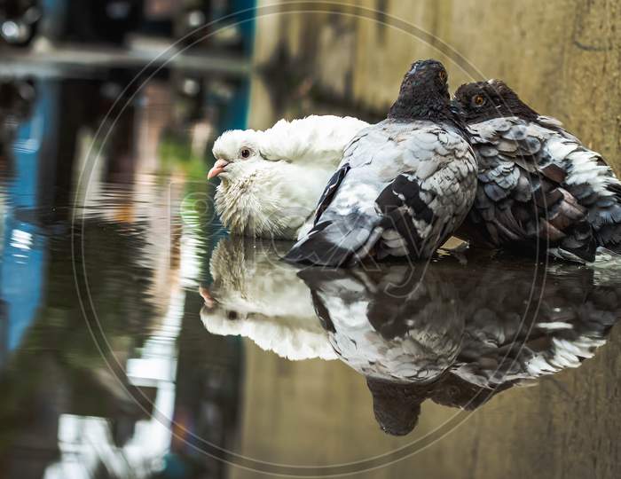 White Pigeon & Pigeon Gray Bathing On The Street Rain Water With Reflection On Clear Water . Columbidae Is A Bird Family Consisting Of Pigeons And Doves.White Dove Reflection & Bathing On Water.