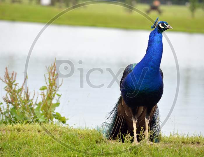 Colourful Indian peacock near a lake in green park