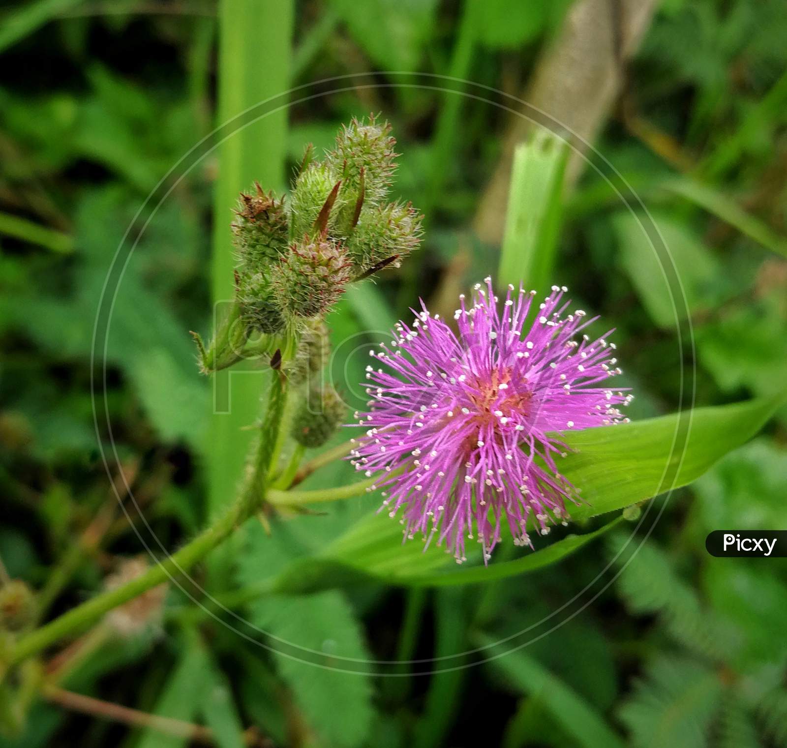 Flower of mimosa pudica(touch me not) plant in the rainy season