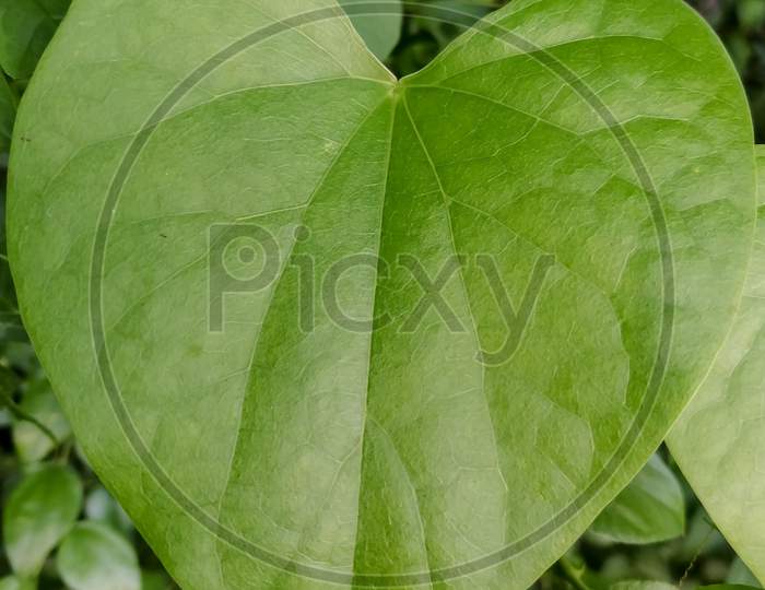 Heart shaped leaf