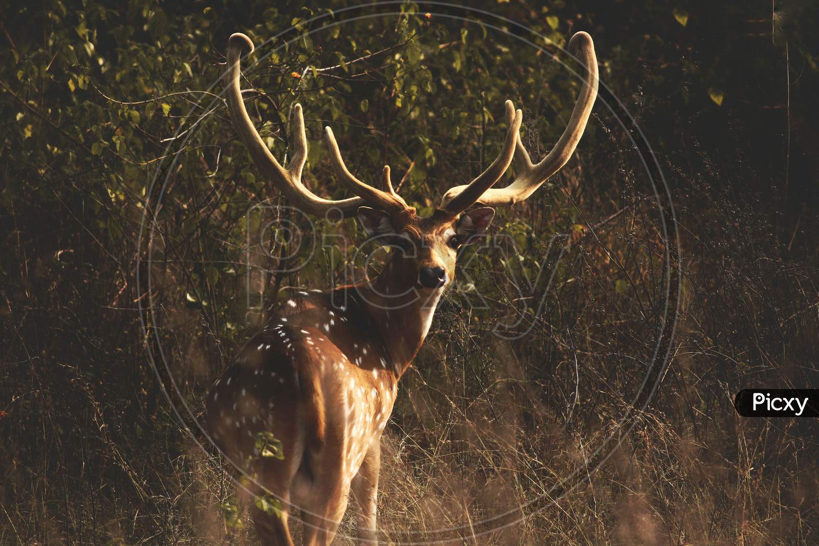 Spotted Deer .