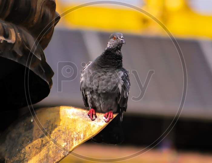 Consonant Domestic pigeon Alphabet Columbidae,