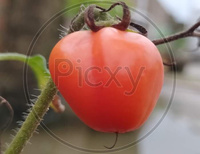 Tomato and plant leaves green