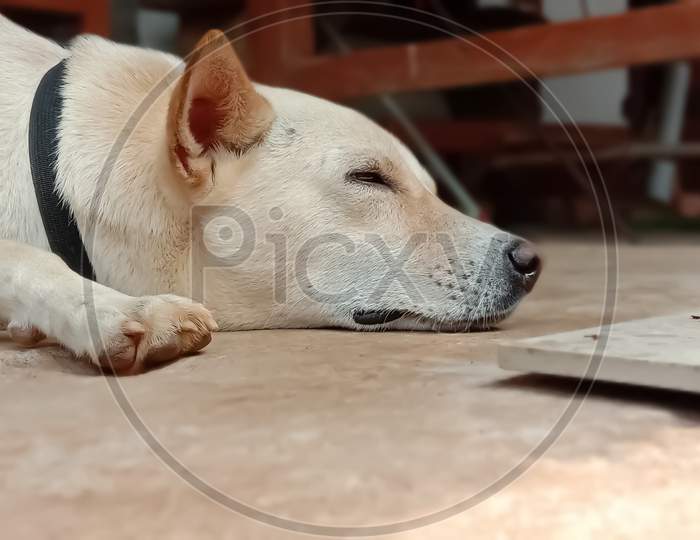 A beautiful domestic dog sleeping with selective focus