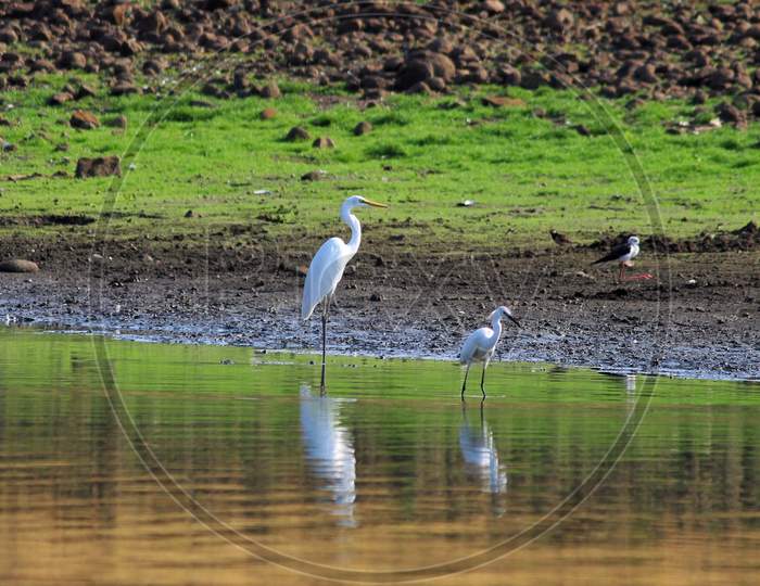 Great Egret near water pond.