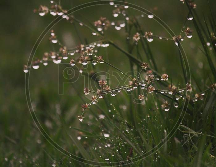 rain drops on grass.