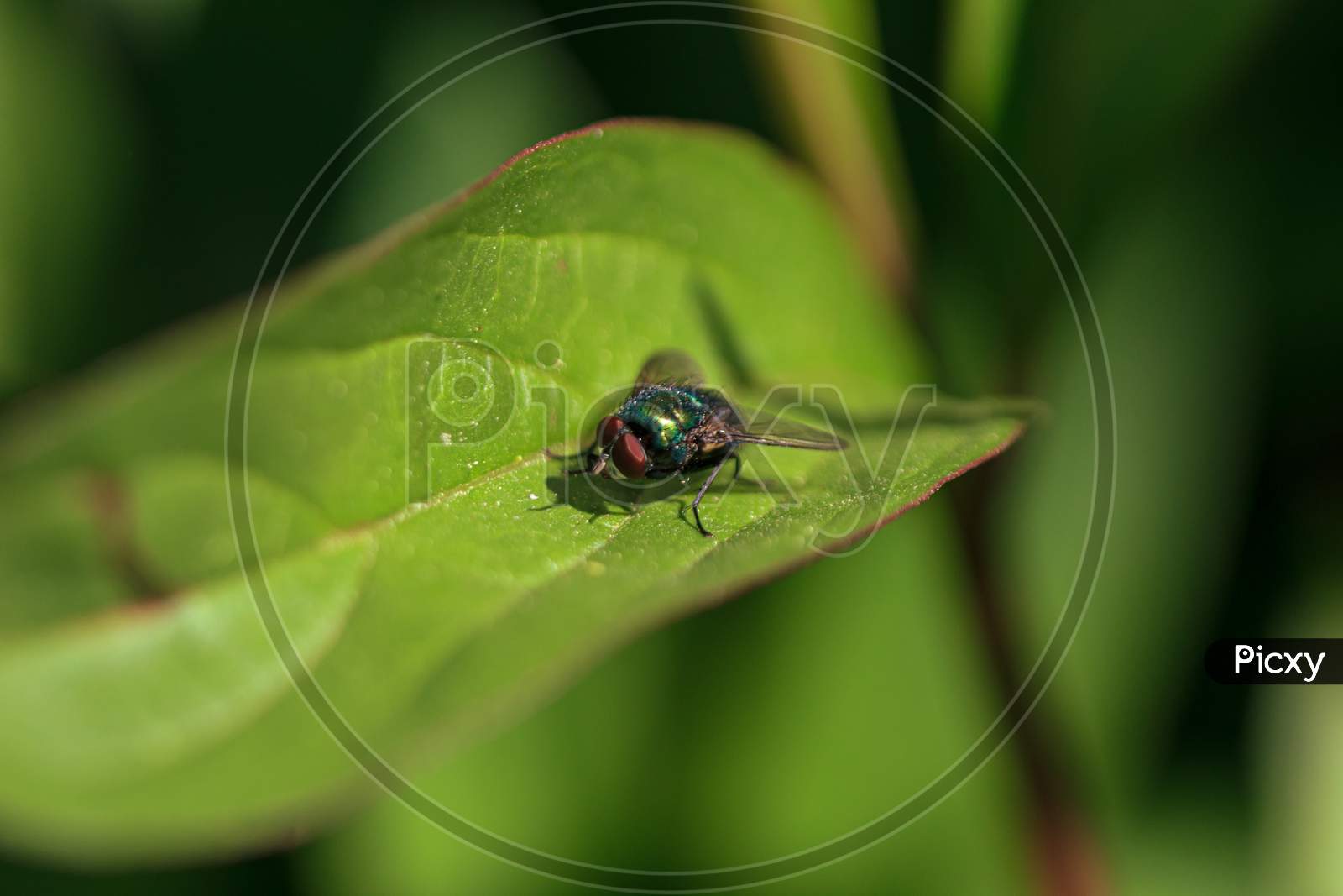Green Fly Insect With Red Eye