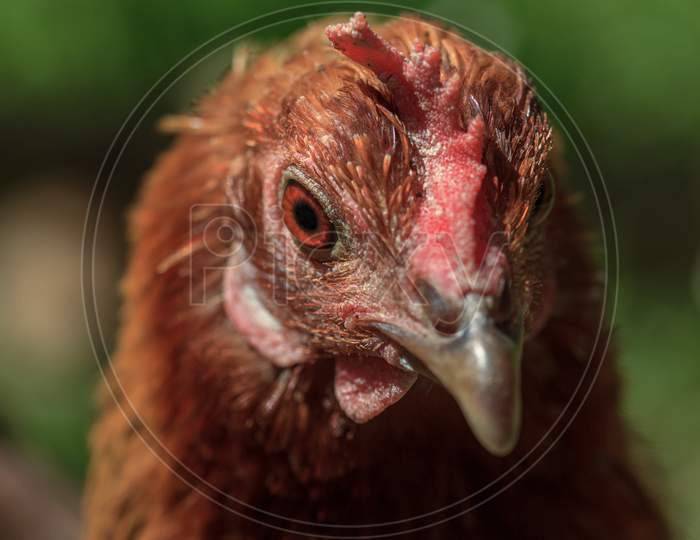 Farm Brown Chicken Head Portrait Picture