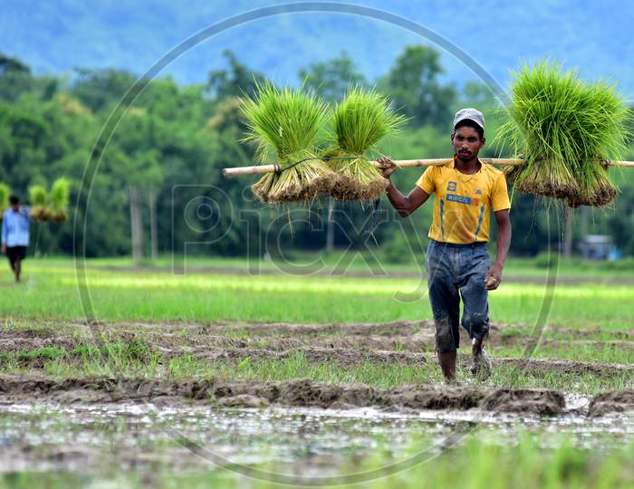 A farmer carries a bunch of paddy saplings in a field at a village on Nagaon, Assam on July 11, 2020