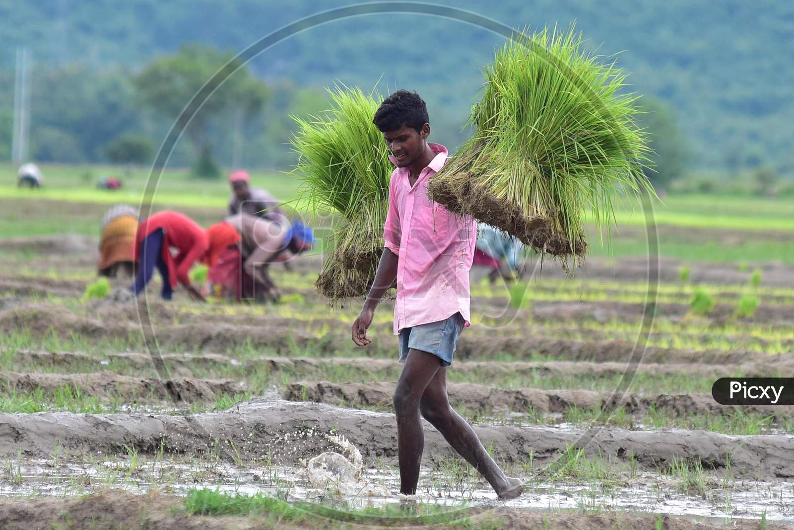 A farmer carries a bunch of paddy saplings in a field at a village in Nagaon, Assam on July 11, 2020