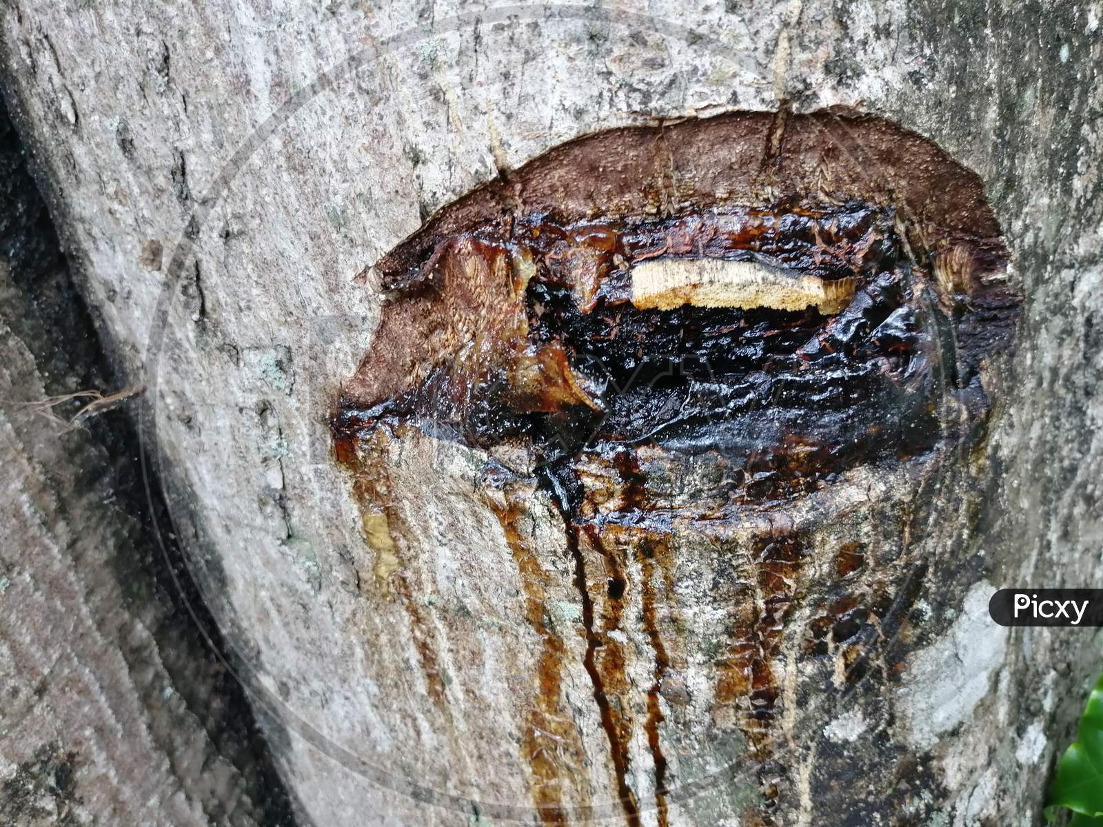 Resin Or Latex Dripping Out Of Tree Trunk Which Was Been Cut
