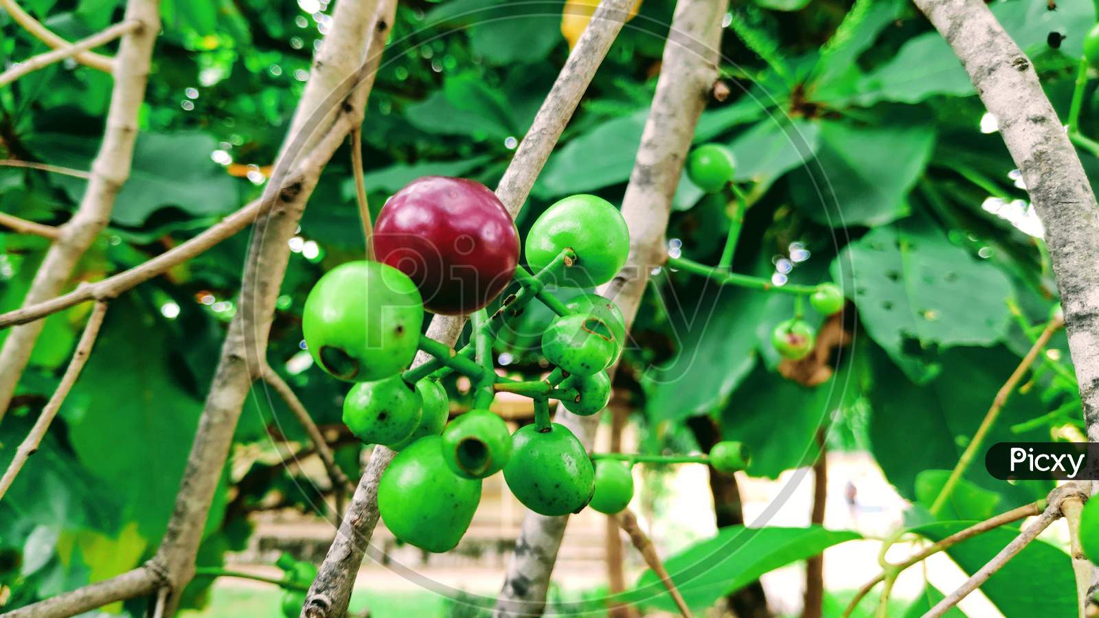 Jamun Fruit for Health | Malabar Plum fruit | Jambolan | Syzygium cumini