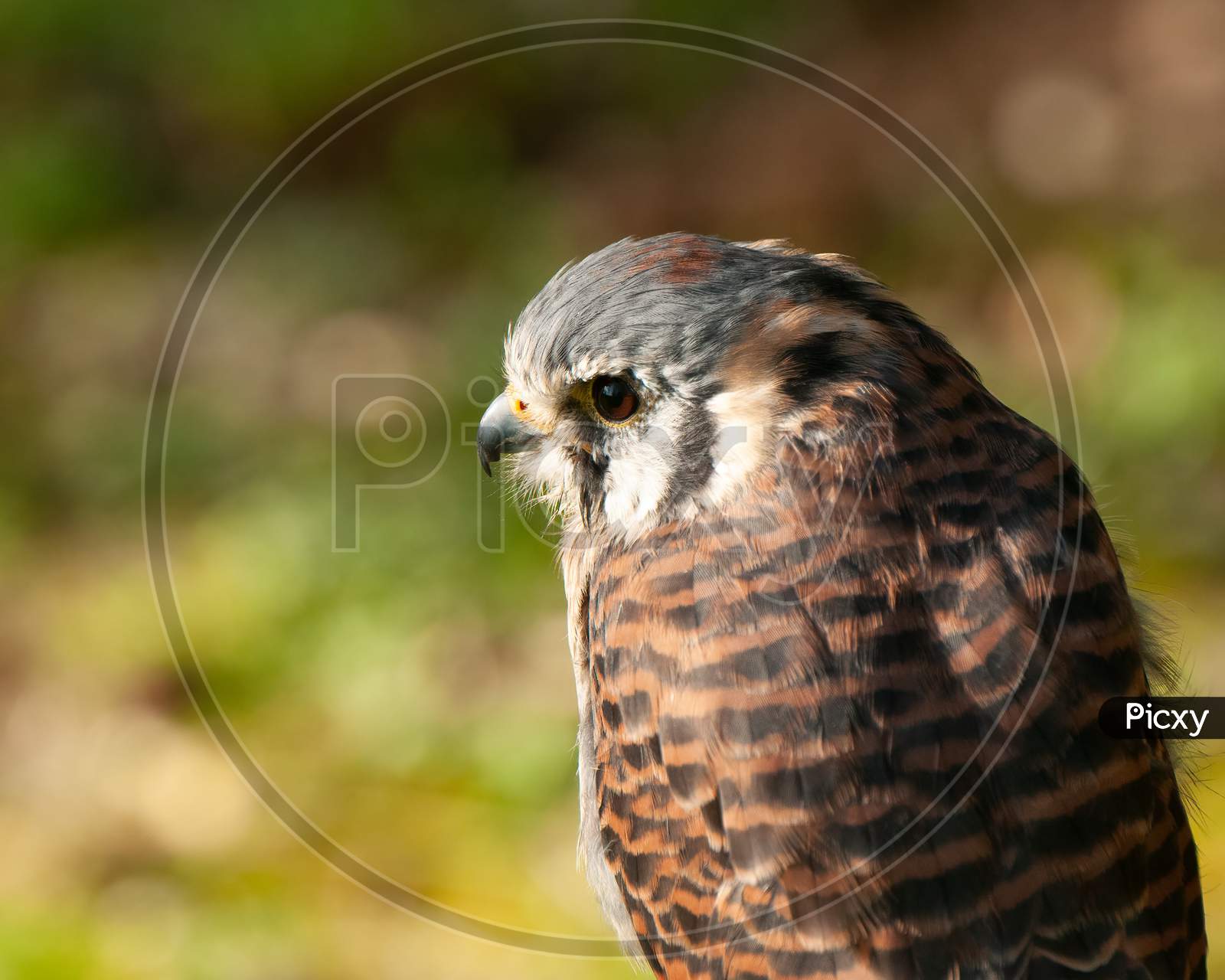 American Kestrel, Falco Sparverius, Closeup With Blurred Natural Background