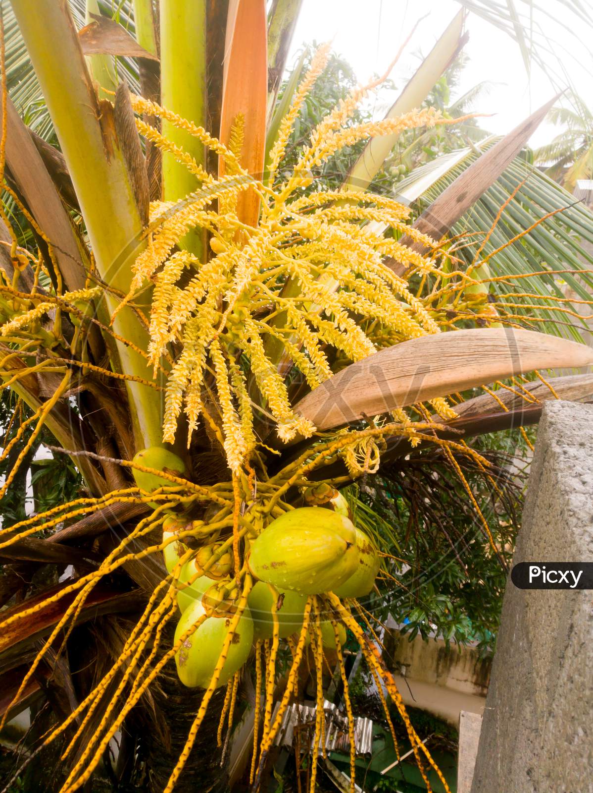 Full View Of The Coconut Tree At Top With Tender Coconuts And Flowers.