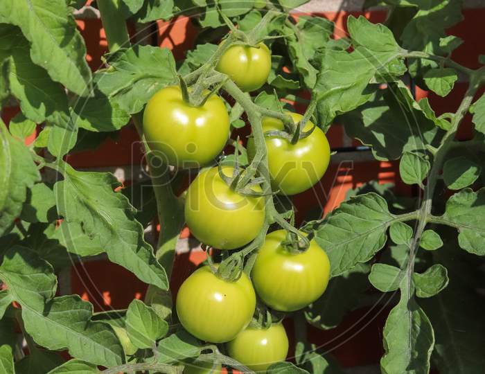 Agriculture Concept. Some Big Green Tomatoes On A Bush Growing At The Wall Of A House.
