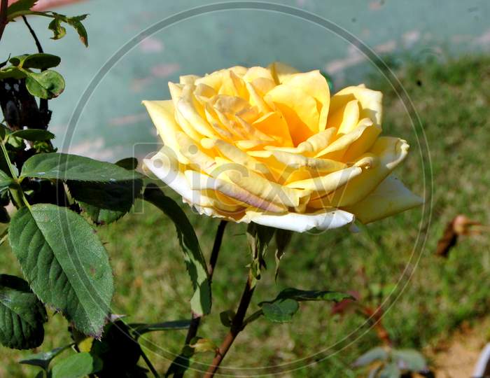 Vertical Selective Focus Shot Of A Yellow Rose Blossom In The Garden