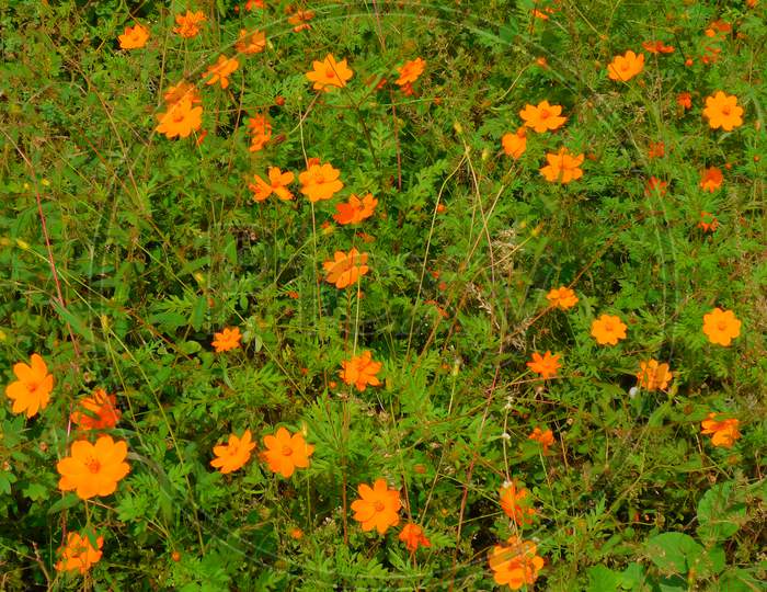 Yellow or Orange Cosmos Blossom in Garden.Cosmos bloom.
