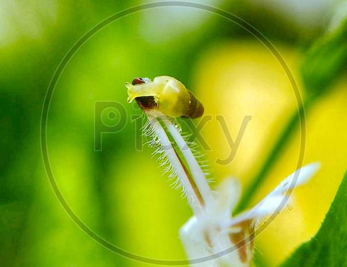 Snail in the stamen of flower