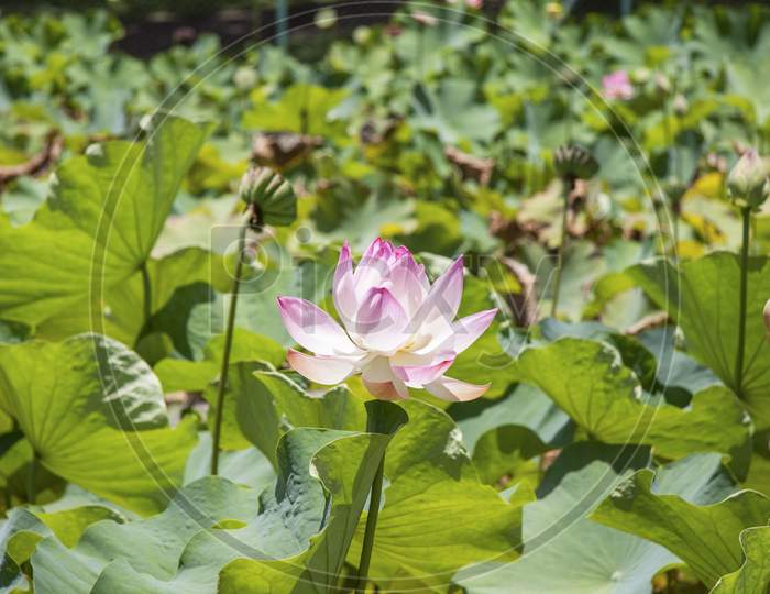 pink lotus flower in a botanical garden of the republic of Mauritius.
