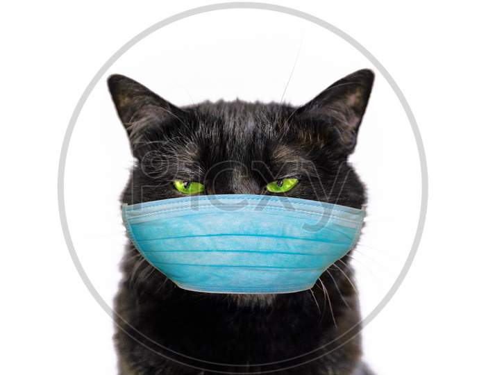 Black Cat With Face Mask