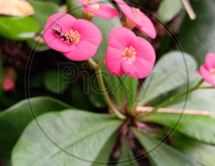 Closeup Shots Of Euphorbia Flower With An Ant On It.