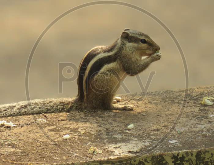 A cute squirrel having his breakfast on boundary top.
