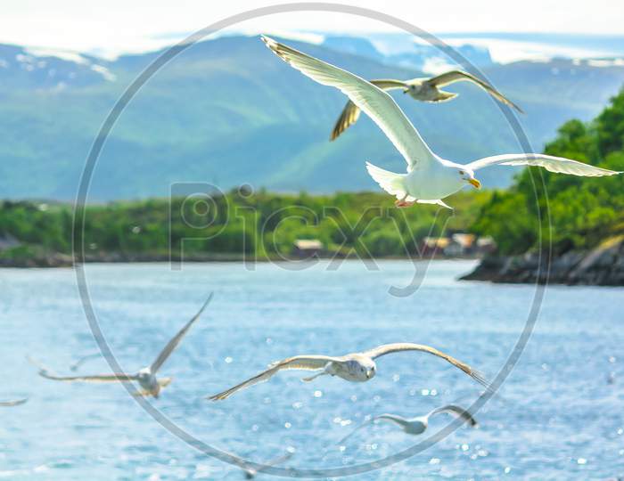 Seagulls In Fiord