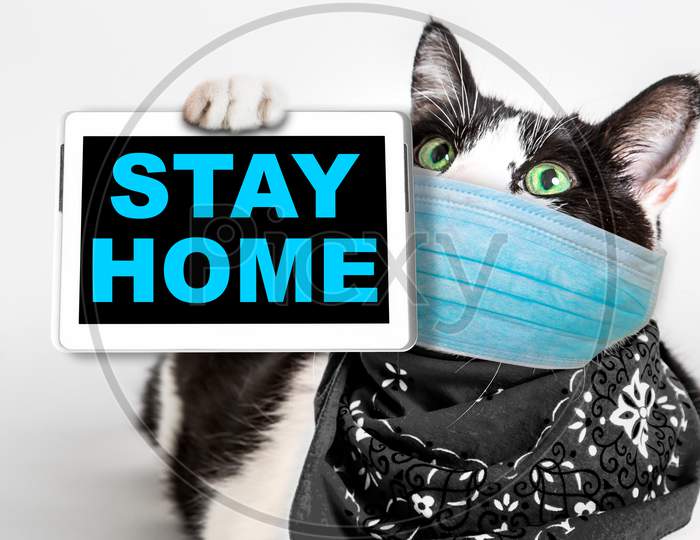 Cat With Stay Home Advice